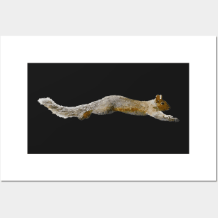 Gray Squirrel Leaping Grey Squirrels Posters and Art